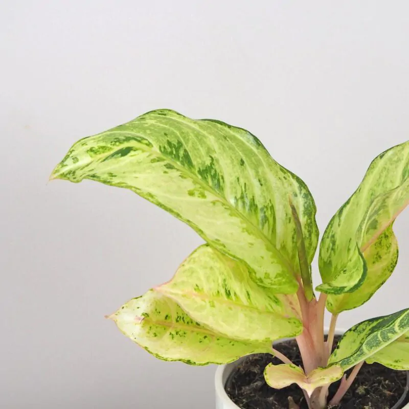 aglaonema charteuse pretty