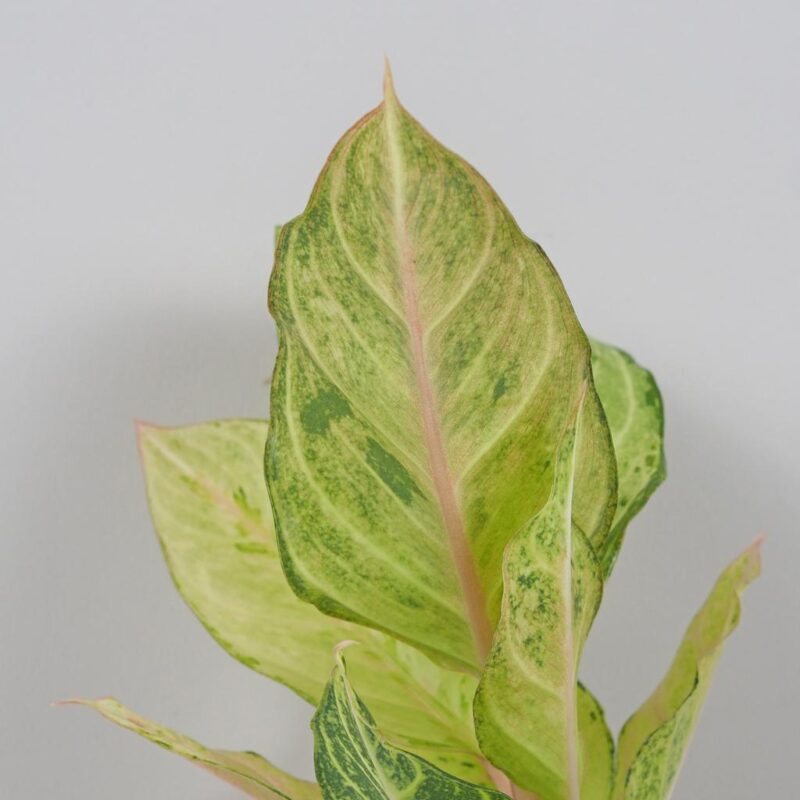 aglaonema charteuse pretty