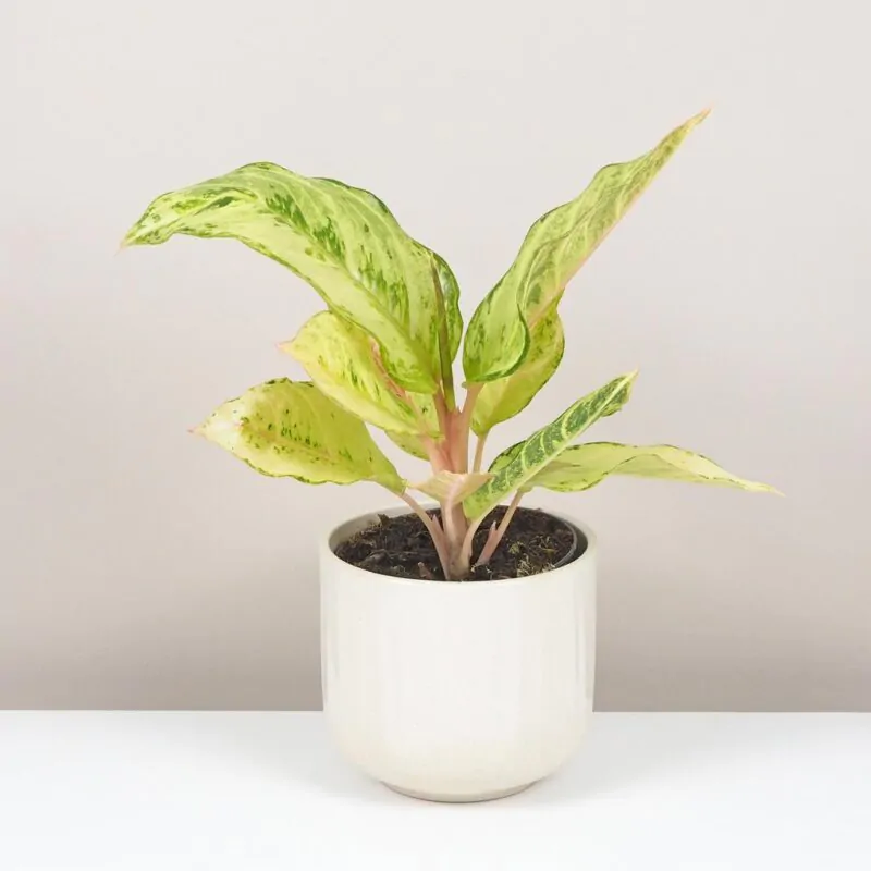 aglaonema charteuse pretty