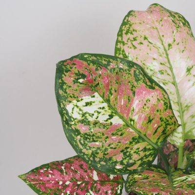 aglaonema jazzy red panašovana variegata ruzova izbova rastlina