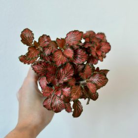 Fittonia mosaic ‘Red tiger’