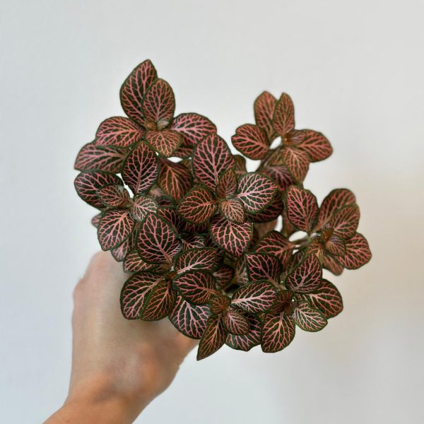 fittonia ruzova plantizia 1 Plantizia.sk