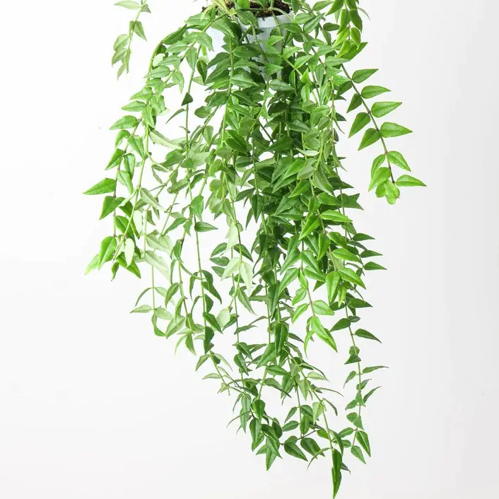 Hoya bella maxi