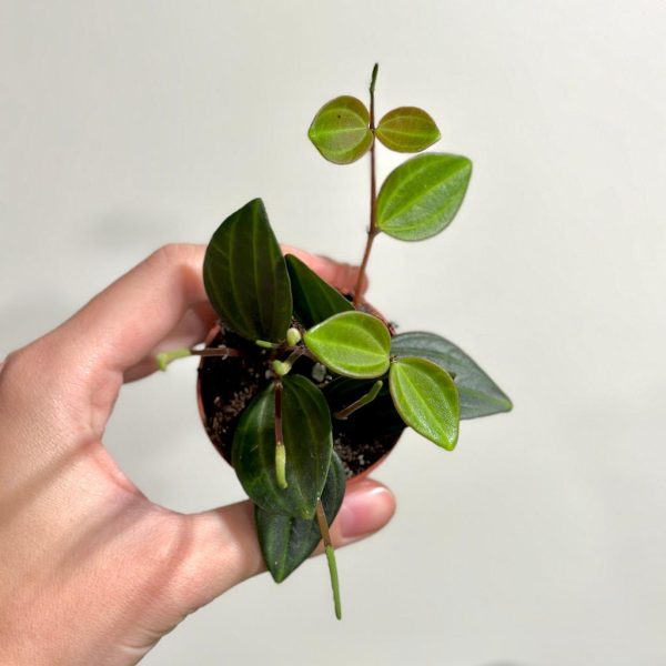 peperomia angulata Plantizia.sk