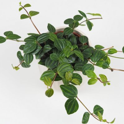 peperomia angulata pieprovec tahava zelena izbova rastlina