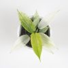 philodendron florida ghost vzacna izbova rastlina raritny filodendron zlty