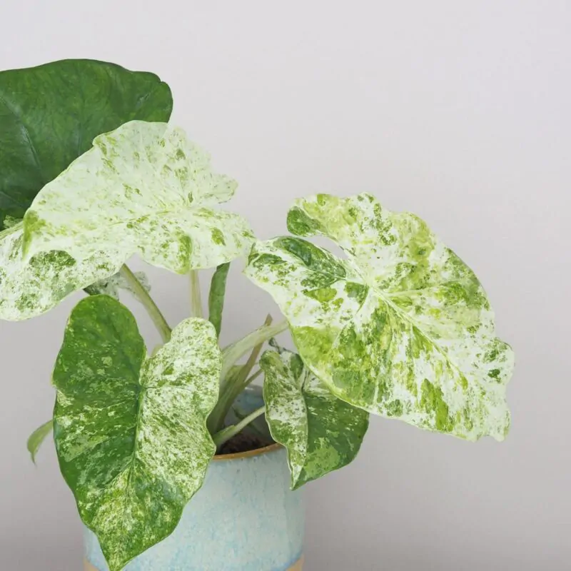 Alocasia macrorrhiza variegata raritne izbove rastliny