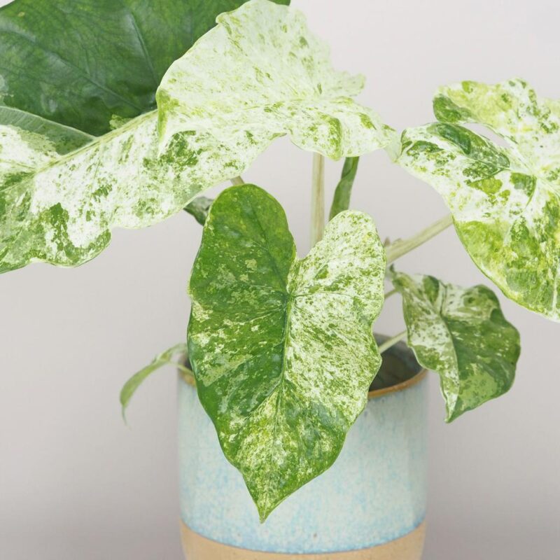 Alocasia macrorrhiza variegata raritne izbove rastliny