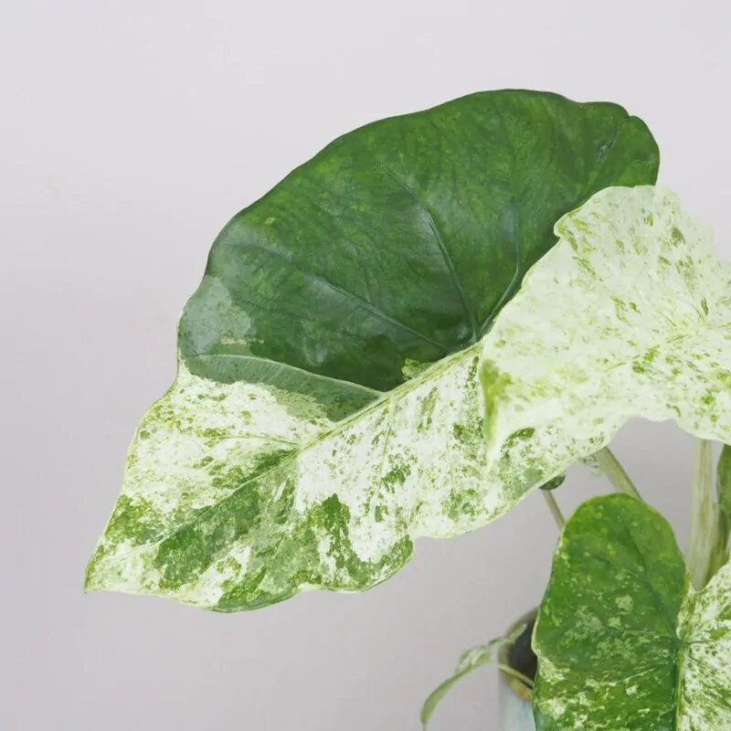 Alocasia macrorrhiza variegata raritne izbove rastliny
