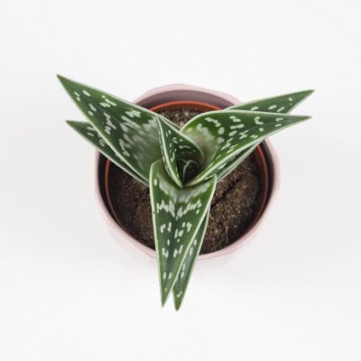 aloe variegata sukulent nenarocna izbova rastlina