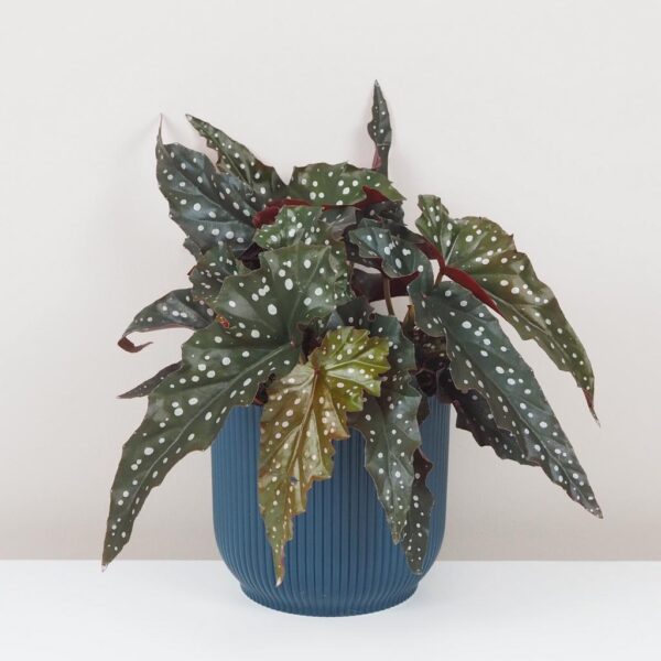 begonia maculata black forest zaujimava izbova rastlina