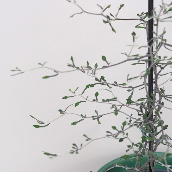 Corokia cotoneaster zaujimava izbova rastlina