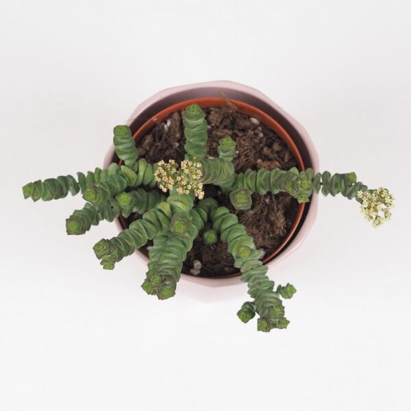 tucnolist crassula marnieriana ‘Hottentot’