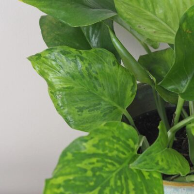 Pothos Epipremnum ‘Marble Green’ epipremnum aureum marble green potosovec šplhavník ťahavá izbová rastlina