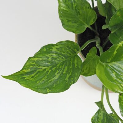 epipremnum aureum marble green potosovec šplhavník ťahavá izbová rastlina