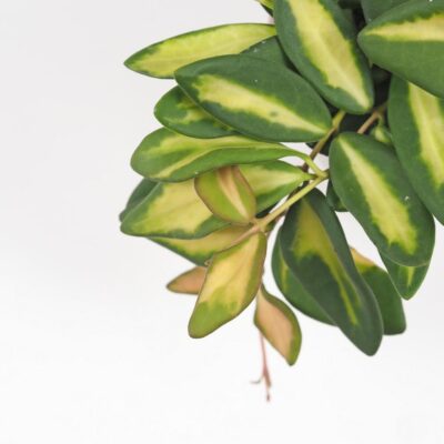 DS70 Hoya Burtoniae variegata voskovka tahava nenarocna izbova rastlina