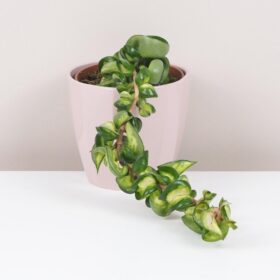 Hoya carnosa compacta variegata ‘Mauna Loa’