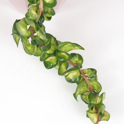 Hoya carnosa compacta variegata ‘Mauna Loa’ voskovka vzacna tahava rastlina