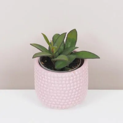hoya rosita voskovka nenarocna tahava izbova rastlina