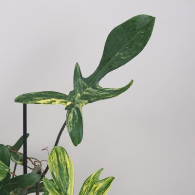 philodendron florida Beauty raritna izbova rastlina filodendron panasovany