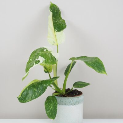 Philodendron ‘Jose Buono’ veľký philodendron Jose Buono variegata panasovana izbova rastlina