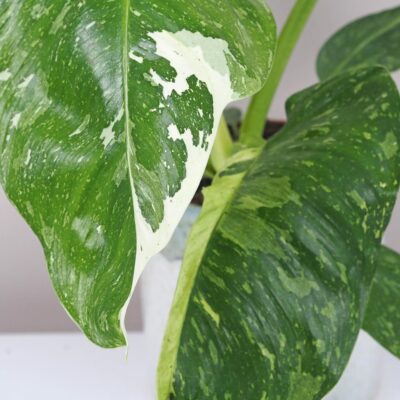 Philodendron ‘Jose Buono’ veľký philodendron Jose Buono variegata panasovana izbova rastlina