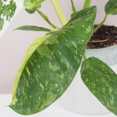 Philodendron ‘Jose Buono’ veľký philodendron Jose Buono variegata panasovana izbova rastlina