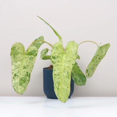 philodendron paraiso verde raritny filodendron izbova rastlina