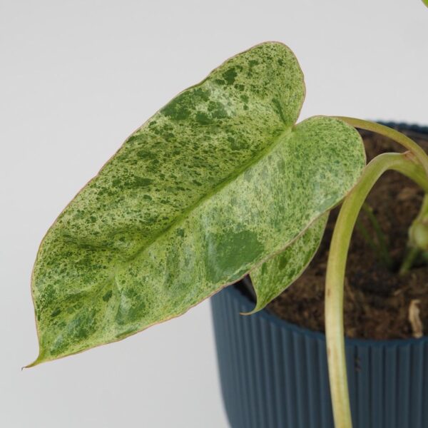 philodendron paraiso verde raritny filodendron izbova rastlina
