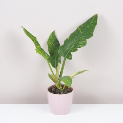 Philodendron ‘Ring of fire’ philodendron ring of fire vzacna izbova rastlina panasovany filodendron