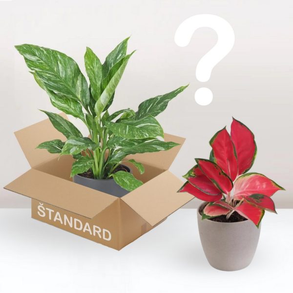 rastlinne predplatne standard darcek pre milovnika rastlin