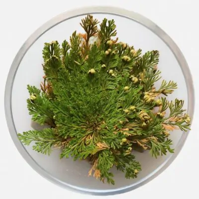 ruza z jericha rastlina co vstava zmrtvych Selaginella lepidophylla izbova rastlina zmrtvychvstania