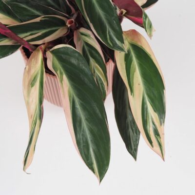 stromanthe sanguinea triostar farebna vlhkomilna izbova rastlina calathea