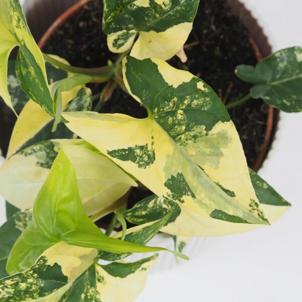 Syngonium podophyllum Aurea panasovane variegata