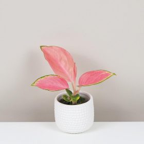 Aglaonema ‘Pink Star’ malá