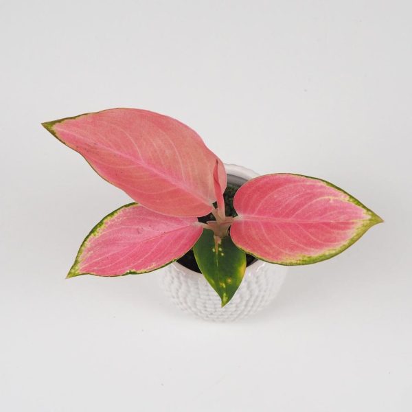 aglaonema pink star mala ruzova nenarocna kvetina izbova rastlina