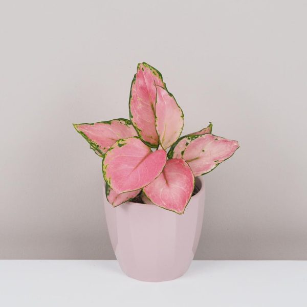 aglaonema pink ruzova nenarocna izbova rastlina kvet
