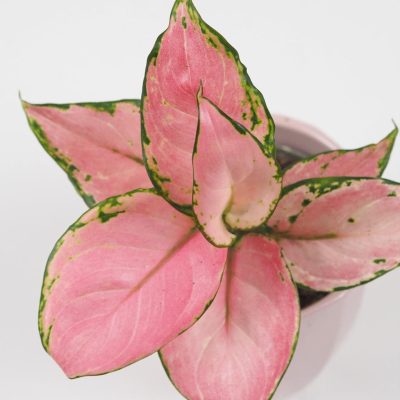 aglaonema pink ruzova nenarocna izbova rastlina kvet