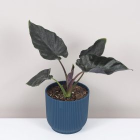 Alocasia ‘Antoro velvet’
