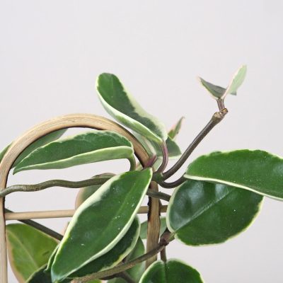 hoya albomarginata na rebrikutahava nenarocna rastlina voskovka plantizia