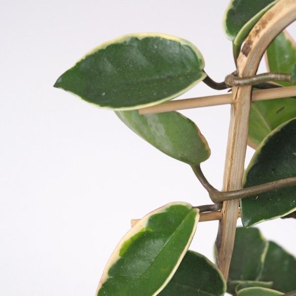 hoya albomarginata na rebrikutahava nenarocna rastlina voskovka plantizia