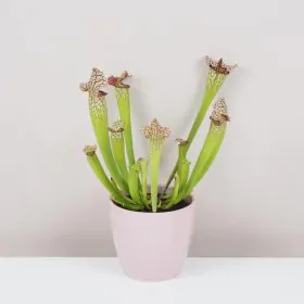 Mäsožravá rastlina Sarracenia leucophylla