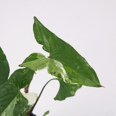 syngonium podophyllum albo variegata