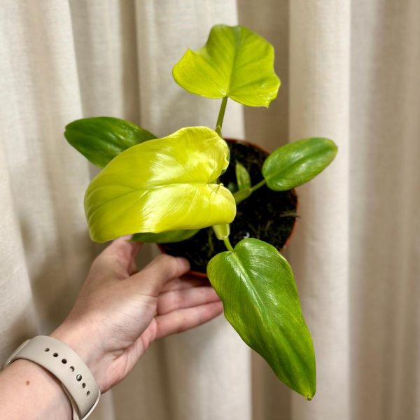 philodendron golden violin