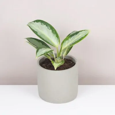 Aglaonema ‘Silver Blue’ aglaonema silver blue zelena izbova rastlina