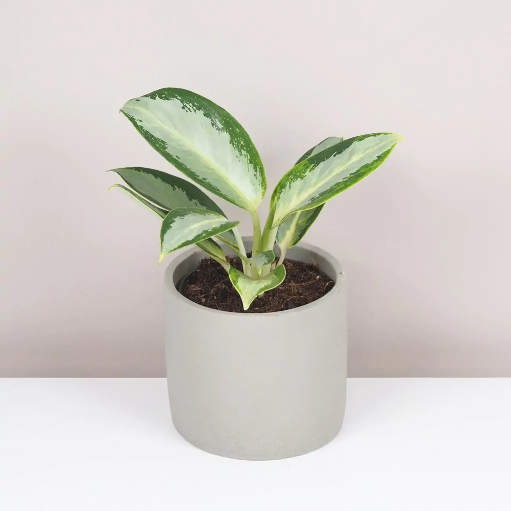 Aglaonema ‘Silver Blue’ aglaonema silver blue zelena izbova rastlina