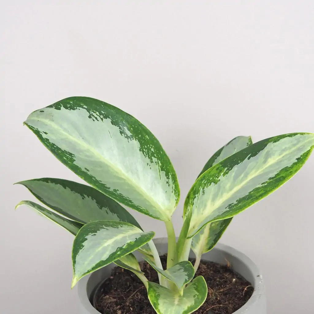 Aglaonema ‘Silver Blue’ aglaonema silver blue zelena izbova rastlina