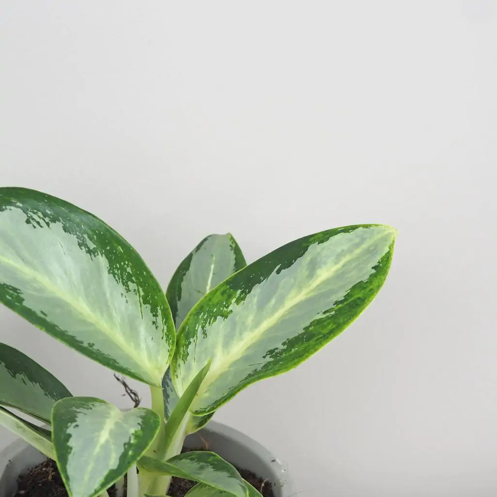 Aglaonema ‘Silver Blue’ aglaonema silver blue zelena izbova rastlina