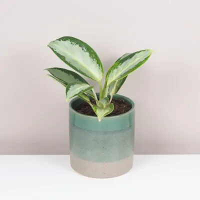 Aglaonema ‘Silver Blue’ aglaonema silver blue zelena izbova rastlina
