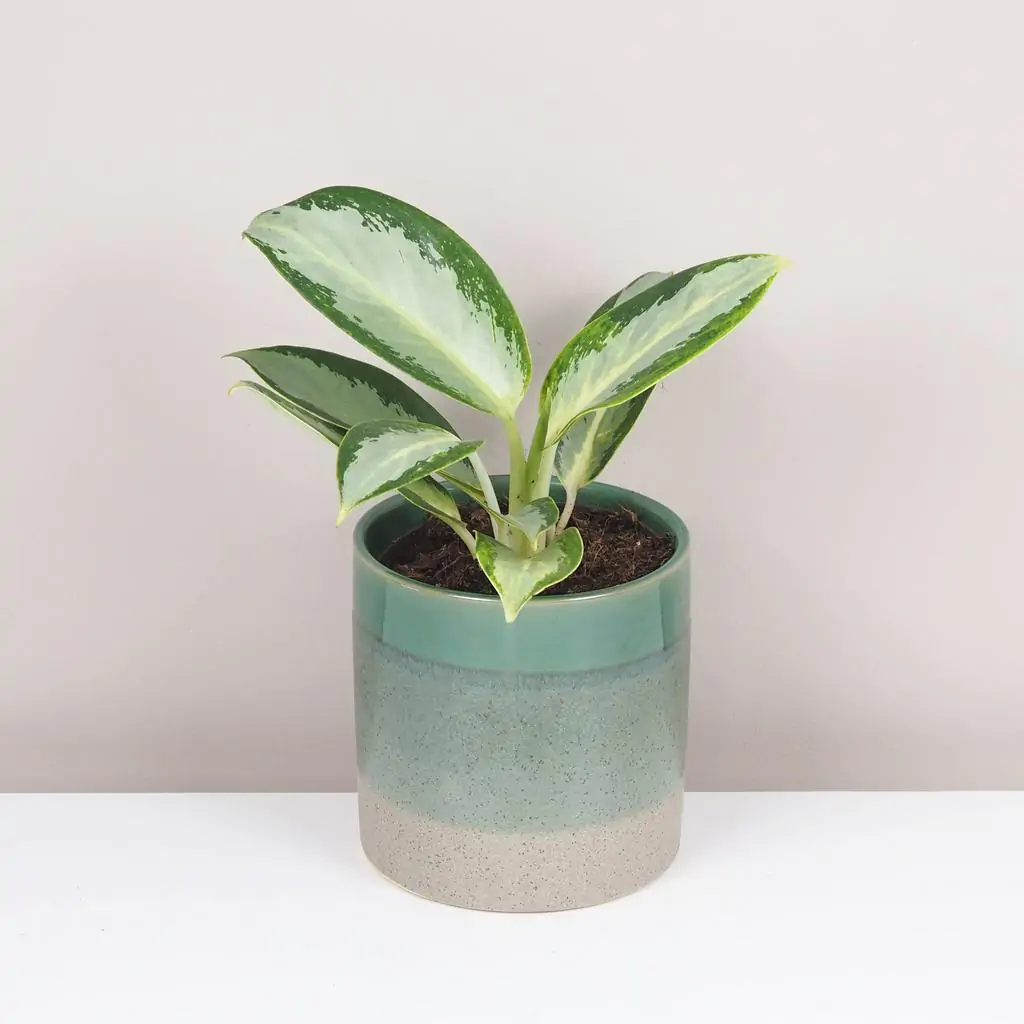 Aglaonema ‘Silver Blue’ aglaonema silver blue zelena izbova rastlina